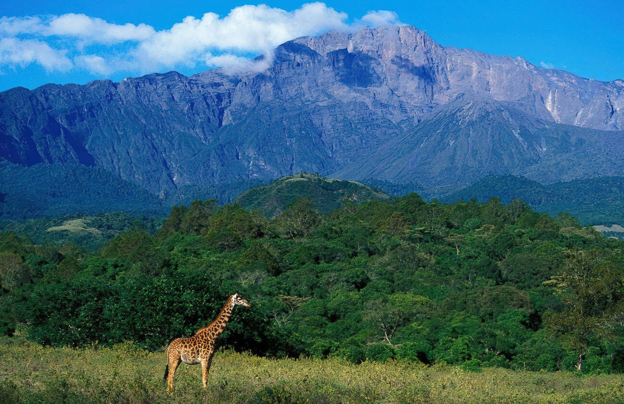 arusha national park mount meru girrafe 11