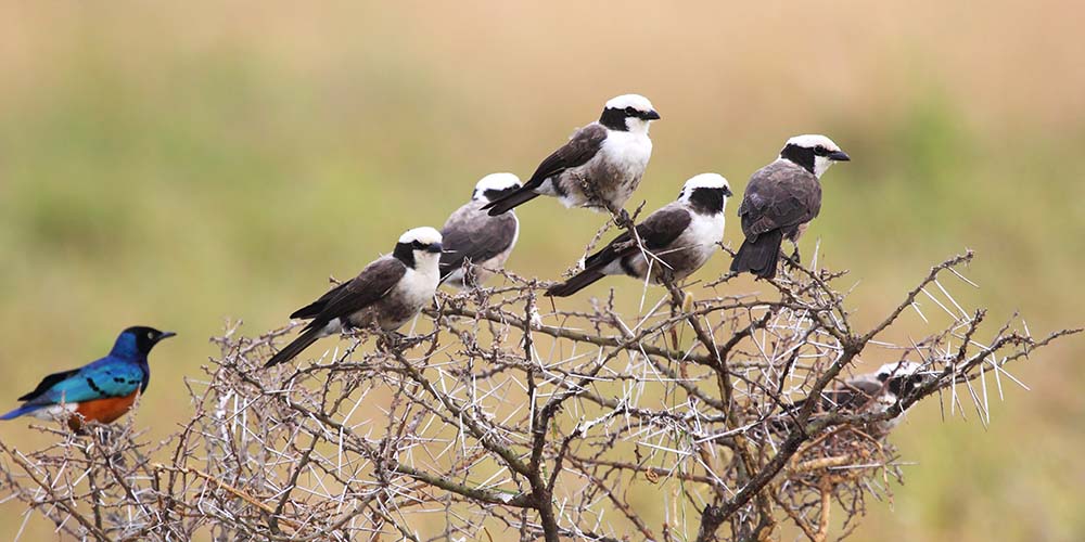 top 5 birding destinations in tanzania