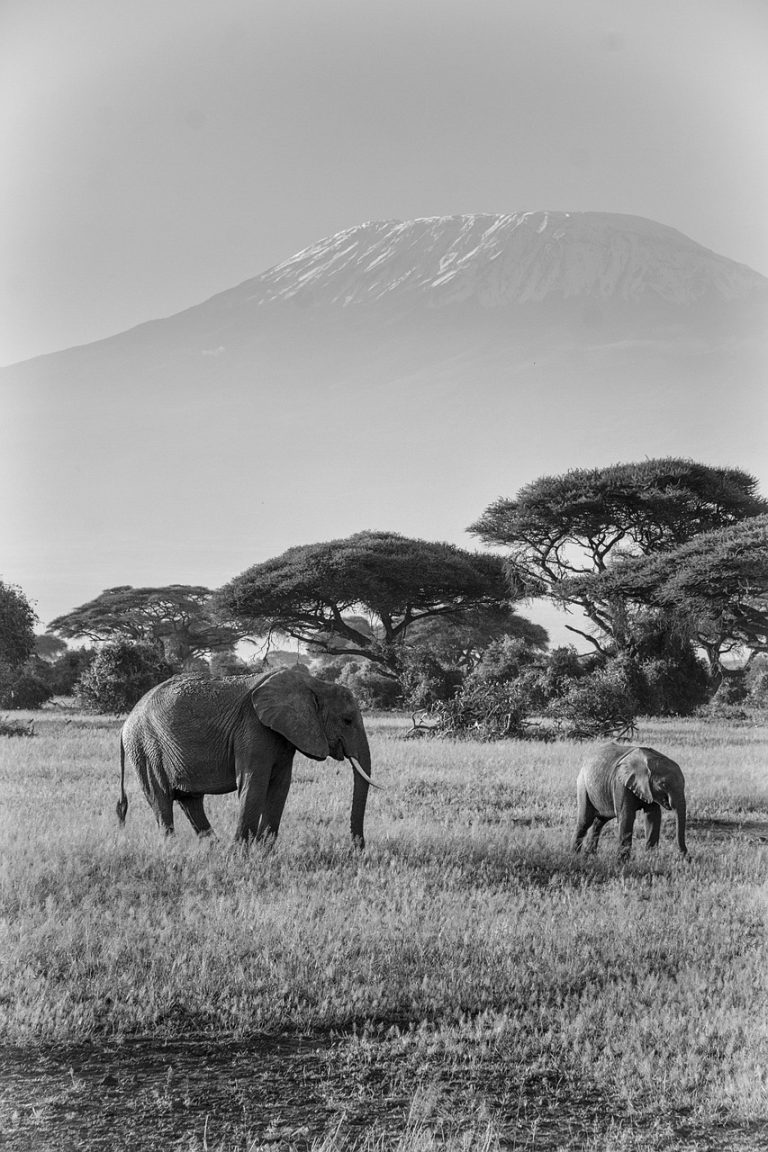 elephants, africa, safari, animals, nature, mammals, wildlife, wilderness, pachyderm, national park, herbivores, kilimanjaro, elephant family, wild animals, proboscidea, elephants, africa, kilimanjaro, kilimanjaro, kilimanjaro, kilimanjaro, kilimanjaro