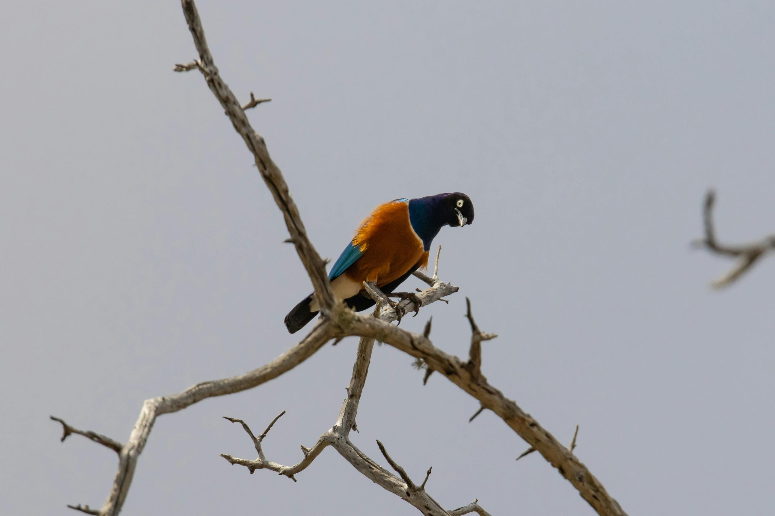 A vivid superb starling sits on a bare tree branch in Tsavo, Kenya. Captured outdoors during the day.