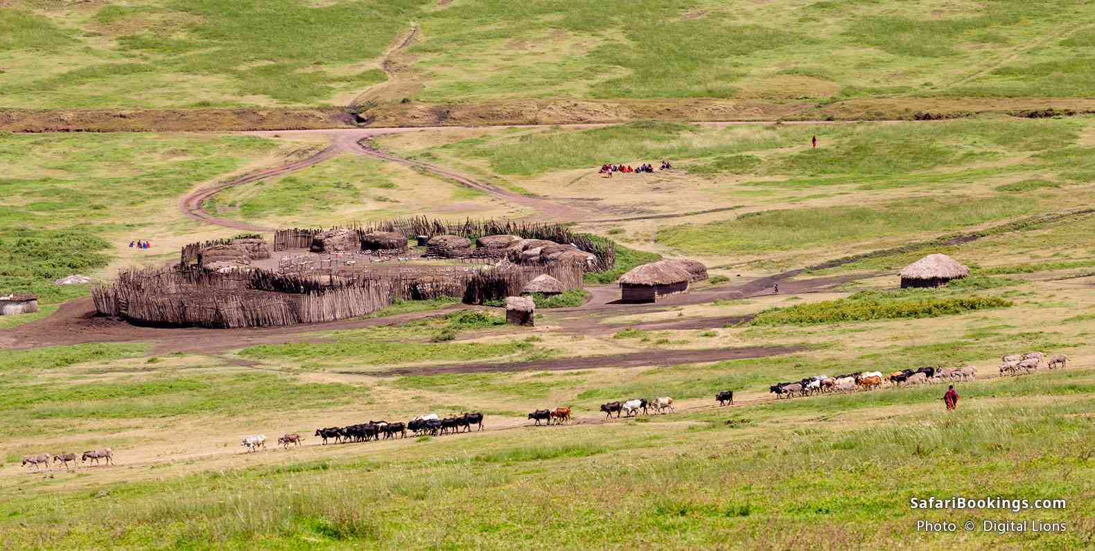 maasai tribe