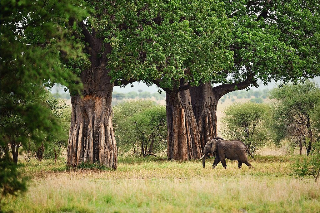 tarangire national park baobao