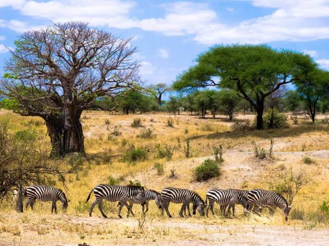 tarangire national park fewer crowds