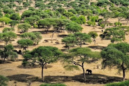 tarangire national park landscape