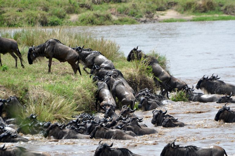 wildebeest migration tour